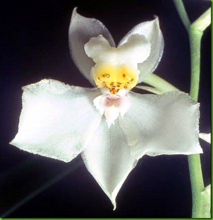 Cuitlauzina_pulchella Cuitlauzina_pulchella