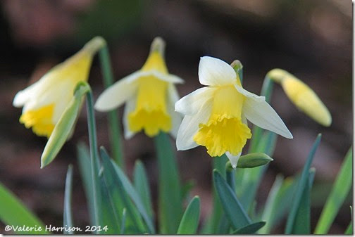 3 Wild-daffodils