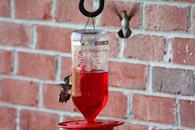 [hummingbirds43.jpg]