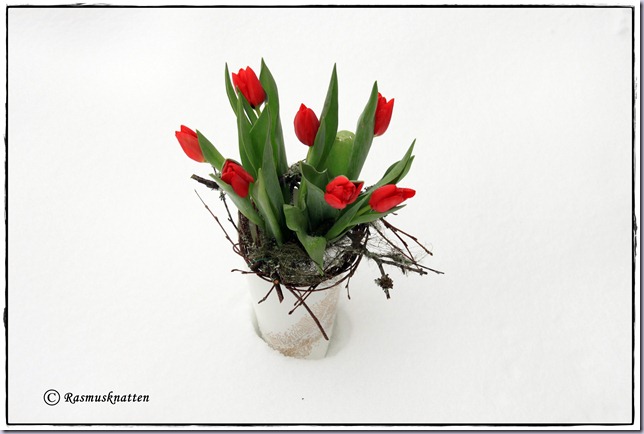 Tulipaner2 Tulipaner2