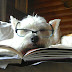 funny-dog1.jpg
