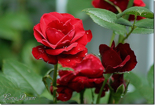 Crimson_Bouquet_Raindrops