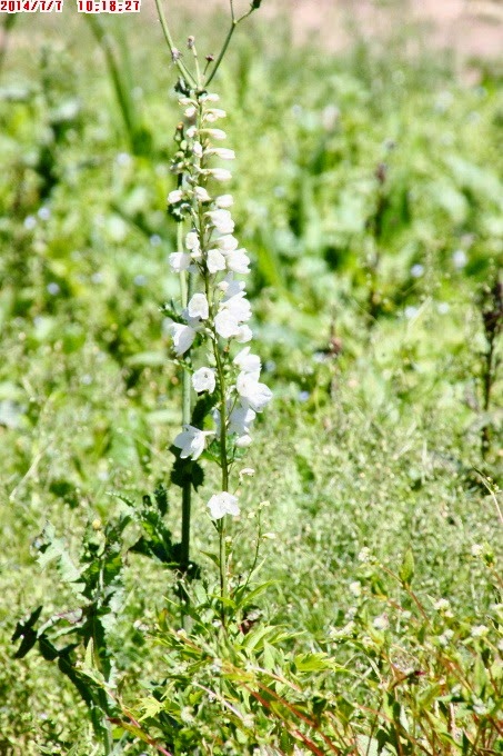 2014_0707_101827 2014_0707_101827