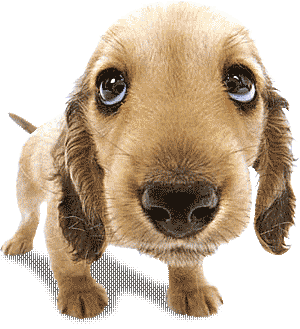 Perro Perro