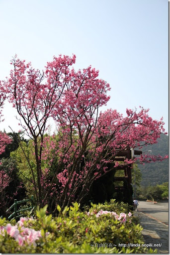 2010陽明山花季-第二停車場 2010陽明山花季-第二停車場