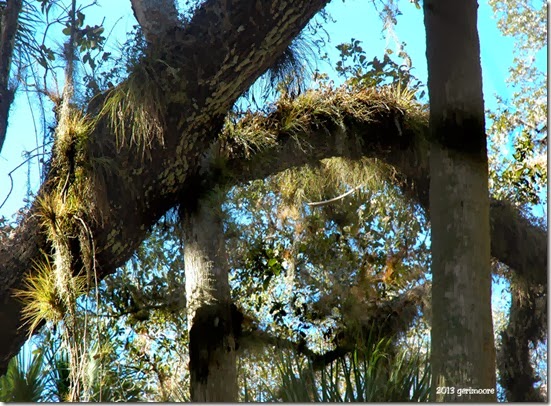 Myakka air plants121