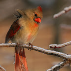 Birds on Ice
