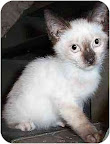 Buonomous, a Siamese kitten from New York City Buonomous, a Siamese kitten from New York City