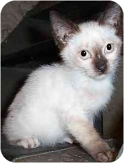 Buonomous, a Siamese kitten from New York City Buonomous, a Siamese kitten from New York City
