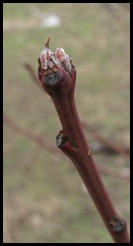 budding branch