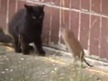 gato vs rata