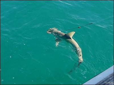 hammerhead shark