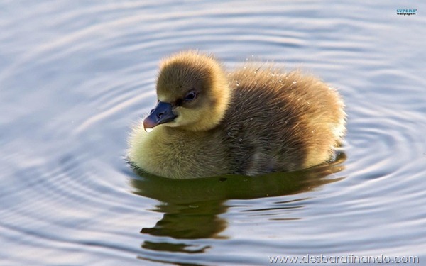 filhotes-patos-fofos-pequenos-desbaratinando (4)