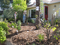 the first phase of the installation complete! Sheet mulching around the larger edible plants and trees