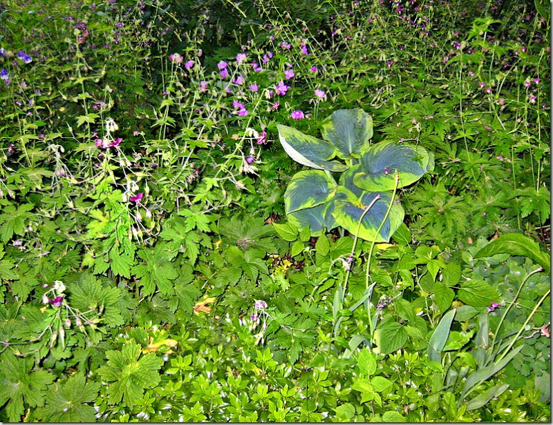 epletrebed div2 epletrebed div2