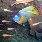 Blue-faced angelfish & redmouth grouper