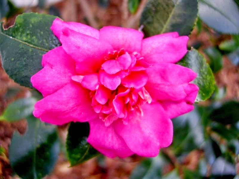 [camellia85.jpg]