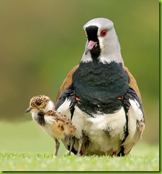 tero y bebe