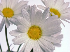 Wa;;-Daisies Wa;;-Daisies