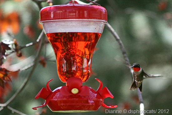 IMG_3674 Ruby Throated Hummingbird