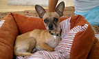 Gus is now officially Guppy. He is happy as can be with his new mommies in his new home!