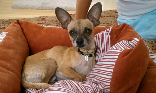 Gus is now officially Guppy. He is happy as can be with his new mommies in his new home!
