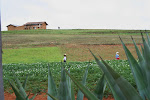 Potato fields and agave fence, Qhapac ñan trek, Peru