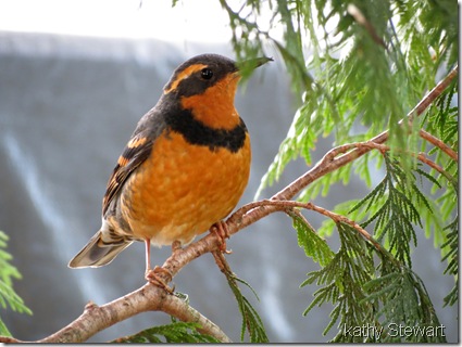 Varied Thrush with crossed bill tip