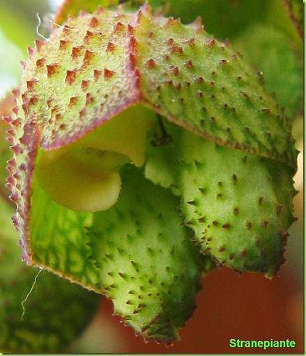 monadenium echinulatum fiore nel fiore macro