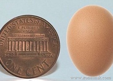 [telur%2520ayam%2520terkecil%255B4%255D.jpg]