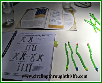 Recombinant crossing over gametes model