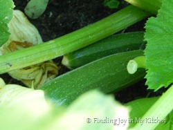 Zucchini Zucchini