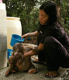 orangutan orangutan