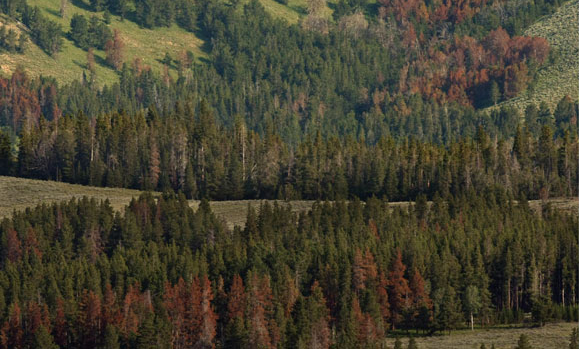 In this 2009 photo, trees infested with the mountain pine beetle die off in large numbers in Yellowstone National Park in Wyoming, turning into red and gray skeletons. A new book by Reese Halter, 'The Insatiable Bark Beetle', attributes the infestation mostly to climate change. Los Angeles Times