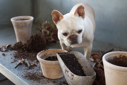Franny, this mix contains lots of white Perlite, which gives the roots good air circulation and good drainage. Franny, this mix contains lots of white Perlite, which gives the roots good air circulation and good drainage.