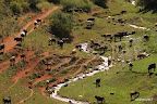 Herd of cows in the area