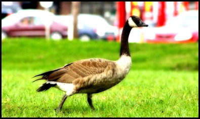 goose walking_14_2012-03-29_10-32-52_065