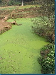 220px-River_algae_Sichuan