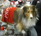 Shetland Sheepdog
