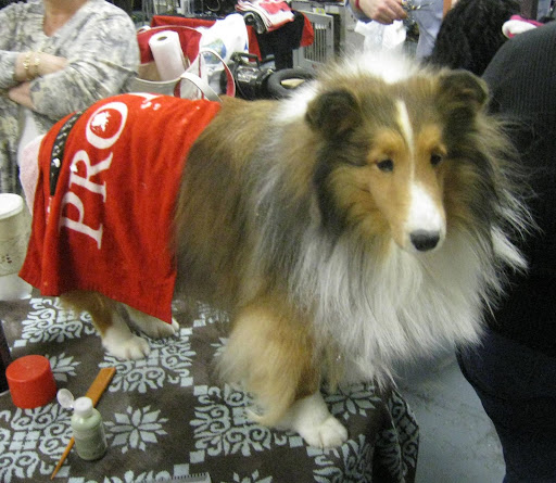 Shetland Sheepdog