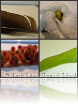 Picnik collage
