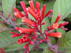 Firebush flowers Firebush flowers