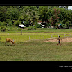 20080722_Cambodia_0226-Boy-leading-cow.jpg