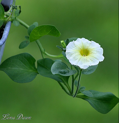[Petunia_Dolcissima_Liomcello%255B8%255D.jpg]