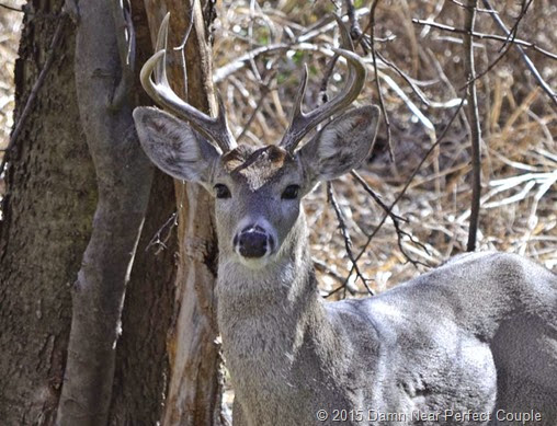 Coues Deer Buck