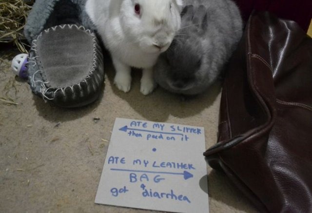 [bunny-rabbit-shaming-19%255B2%255D.jpg]