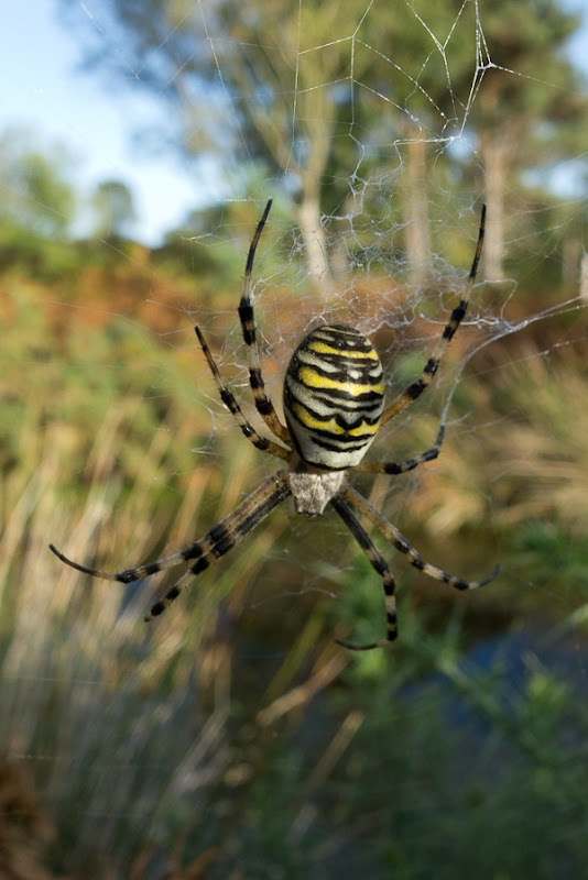 Wasp Spider