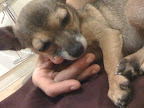 Dr. Harvilicz -- that's Annie -- took a long time watching me and talking to my mom. I overheard her say that she thinks I'm the cutest doggie ever.... Dr. Harvilicz -- that's Annie -- took a long time watching me and talking to my mom. I overheard her say that she thinks I'm the cutest doggie ever....