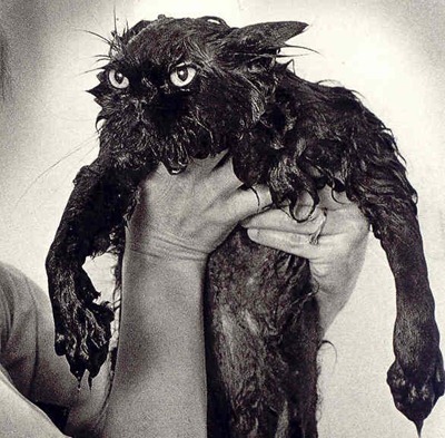 [wetcatnikkigsblog.wrdprs5.jpg]