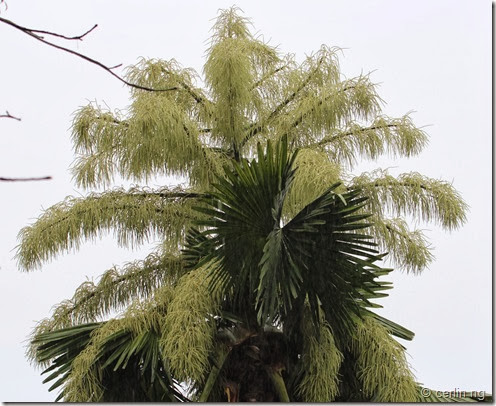 Corypha umbraculifera, the talipot palm Corypha umbraculifera, the talipot palm